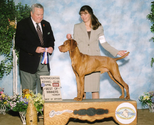 sugar vizsla