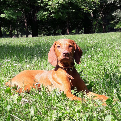 sugar vizsla