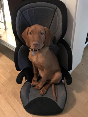 sugar vizsla