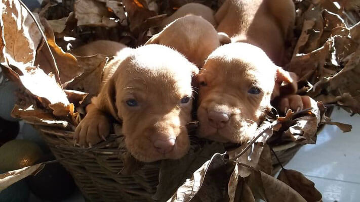 sugar vizsla