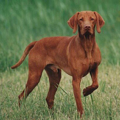 hungarian vizsla