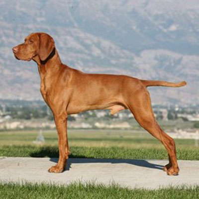 dog breeds hungarian vizsla